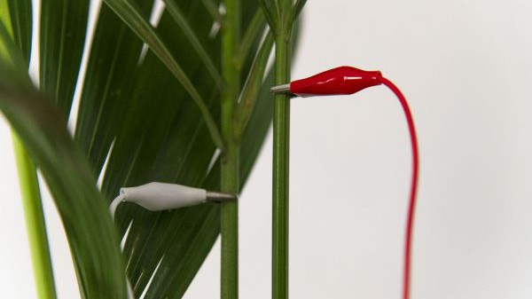 Plantage
