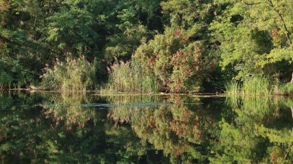 Silent Ecologies