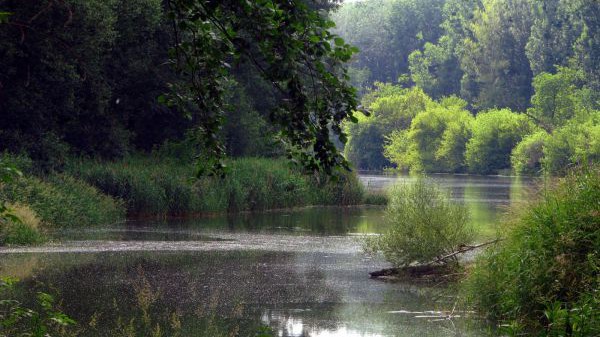 Donau Altarm
