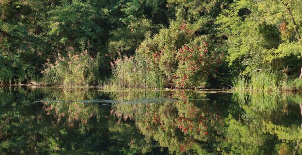 Silent Ecologies